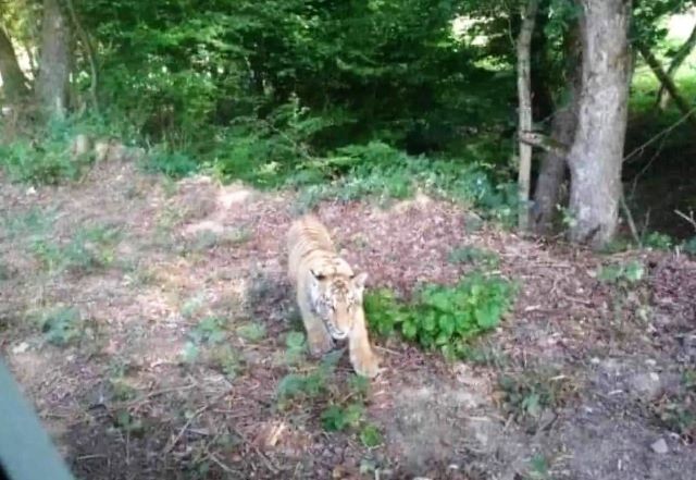 На границе с Закарпатьем словацкие фотоловушки засекли тигра-нелегала