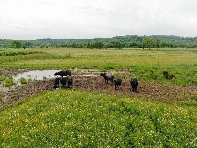 У Долині нарцисів в Закарпатті оселились карпатські буйволи. 