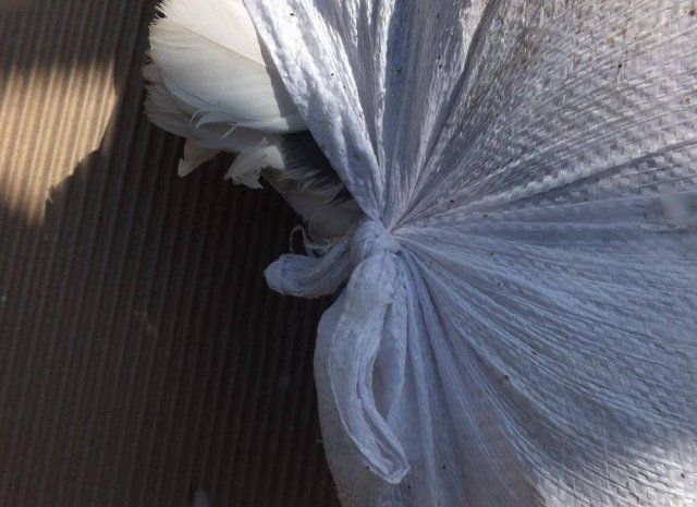 В Венгрии уволенный изверг убил двести четырнадцать голубей 