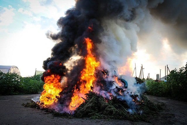 Полиция показала, как уничтожили рекордную плантацию конопли в Херсонской области