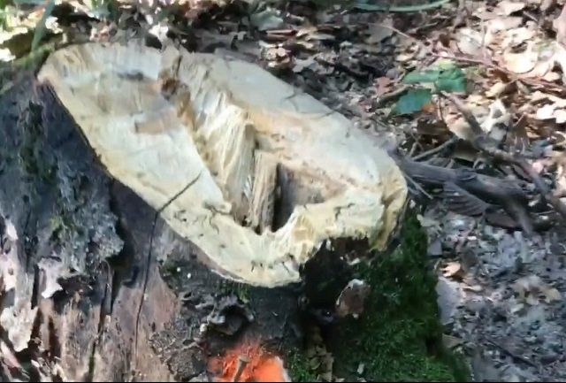 Леса недалеко от Ужгорода варварски вырубают: Крик о помощи разместили в соцсети