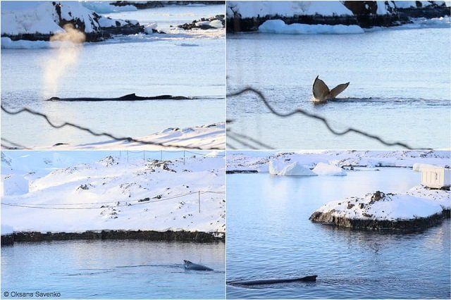 Полярников со станции "Академик Вернадский" порадовали необычные гости: два кита-горбача 