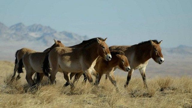 Лошади Пржевальского когда-то вымерли в дикой природе.