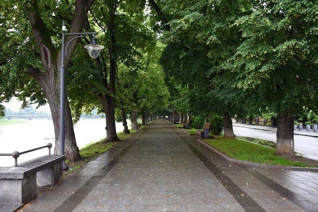 Дышите липами: Пользователи сети делятся фото цветущих лип в областном центре Закарпатья