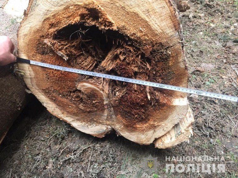 В Закарпатье сотня жителей и журналист "обломали малину" черным лесорубам - теперь у них проблемы
