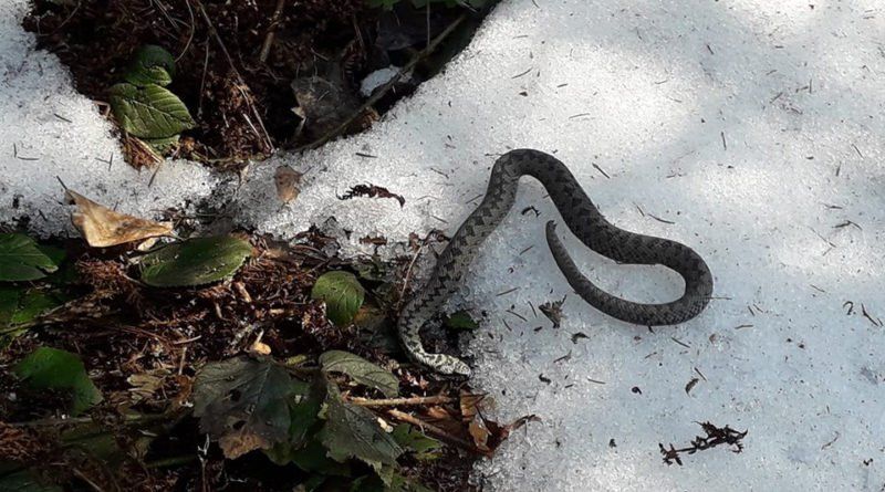 Змії прокинулися від зимової сплячки у Карпатських горах!