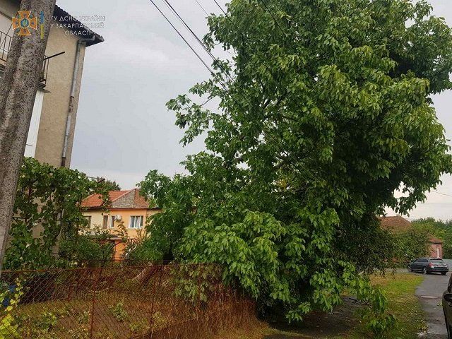 Рухнувшие деревья и обесточеные села - в Закарпатье буйствовала непогода