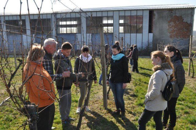 Студенты на практике по обрезке винограда на виноградниках Винниче