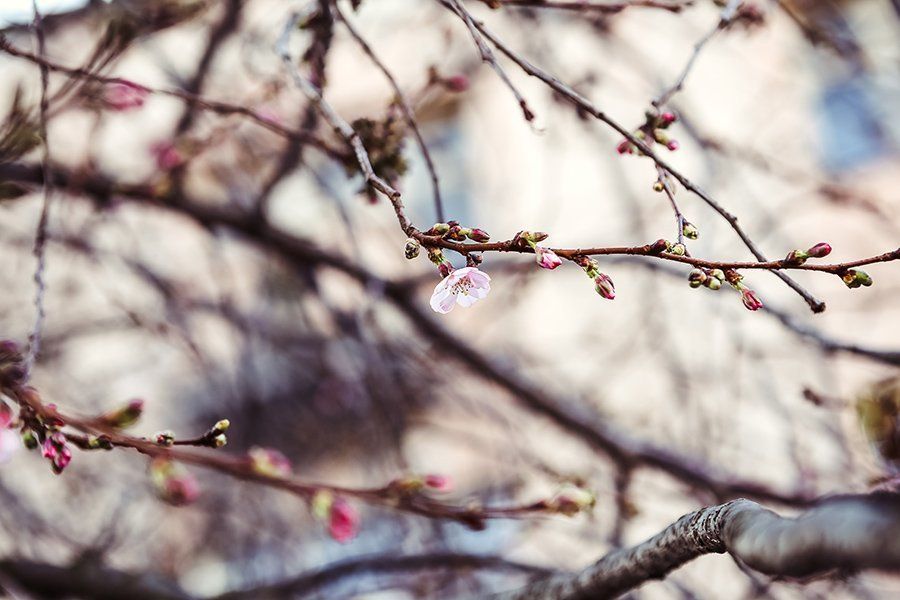 Последние 2-3 года это дерево сакуры цветет минимум три раза в год