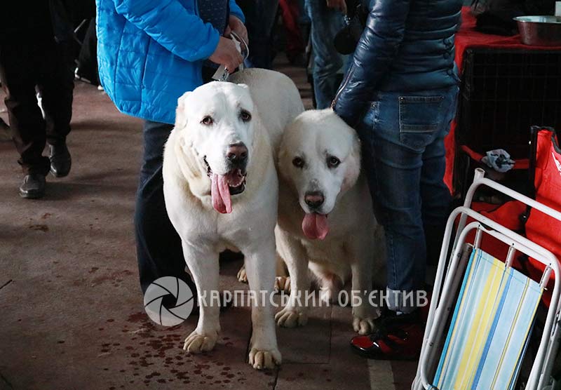 Всего на выставочный марафон зарегистрировалось около 750 собак
