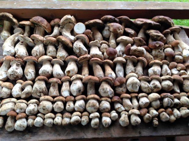 «115 кг грибов в день - это не рекорд, находил и гораздо больше!» -Андрей Боечко