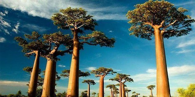 Баобабы острова Мадагаскар