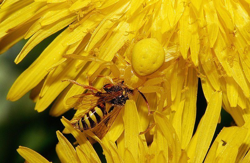 Желтый паук-бокоход был найден на Закарпатье
