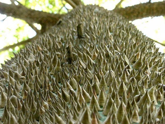 Бомбаксы (Silk Cotton Trees) или хлопковые деревья 