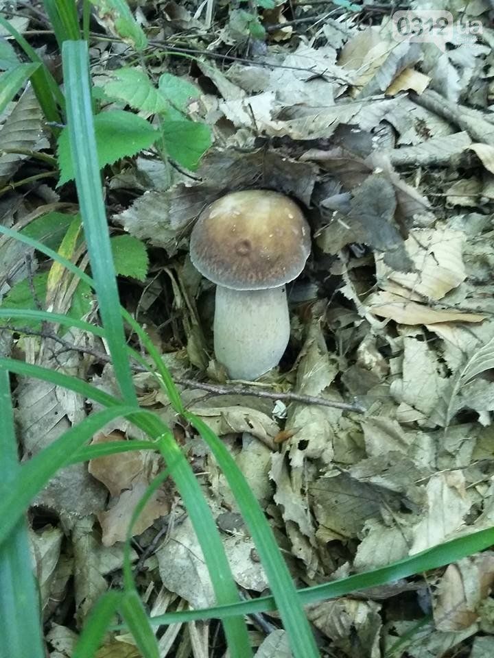 Белые грибы в Закарпатье