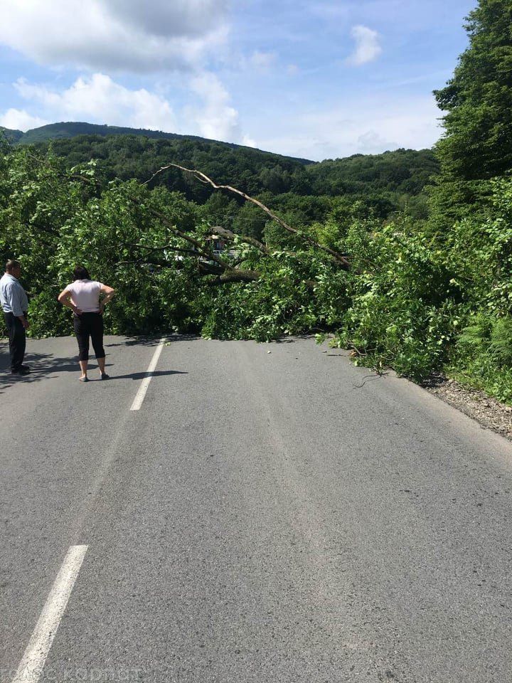 В Закарпатье на дорогу упало огромнейшее дерево