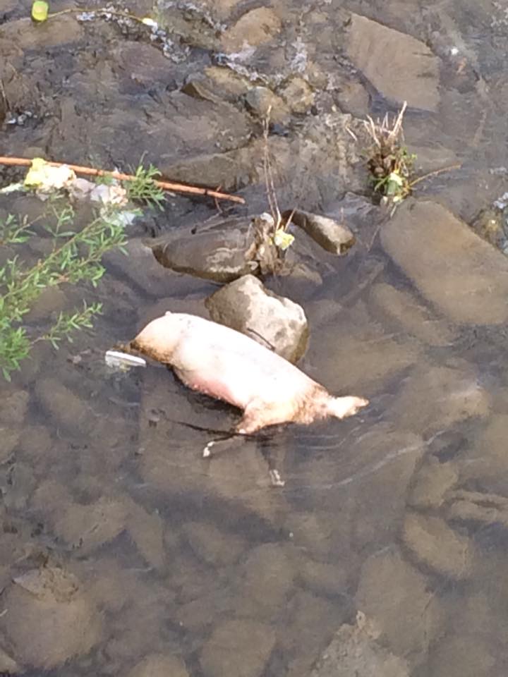В Закарпатье в реку Тиса выбросили тушу свиньи