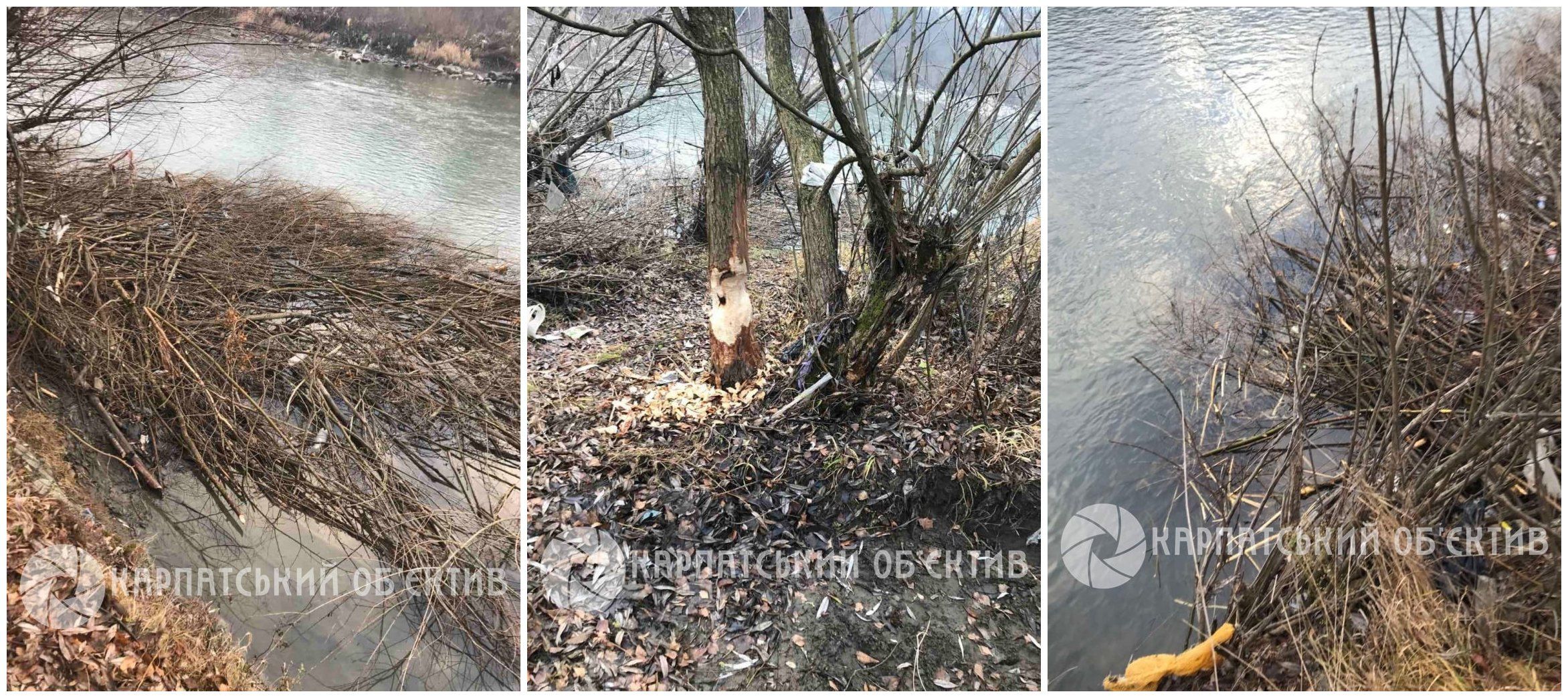 На берегу реки в Закарпатье заметили крупнейшего грызуна Европы и Украины 