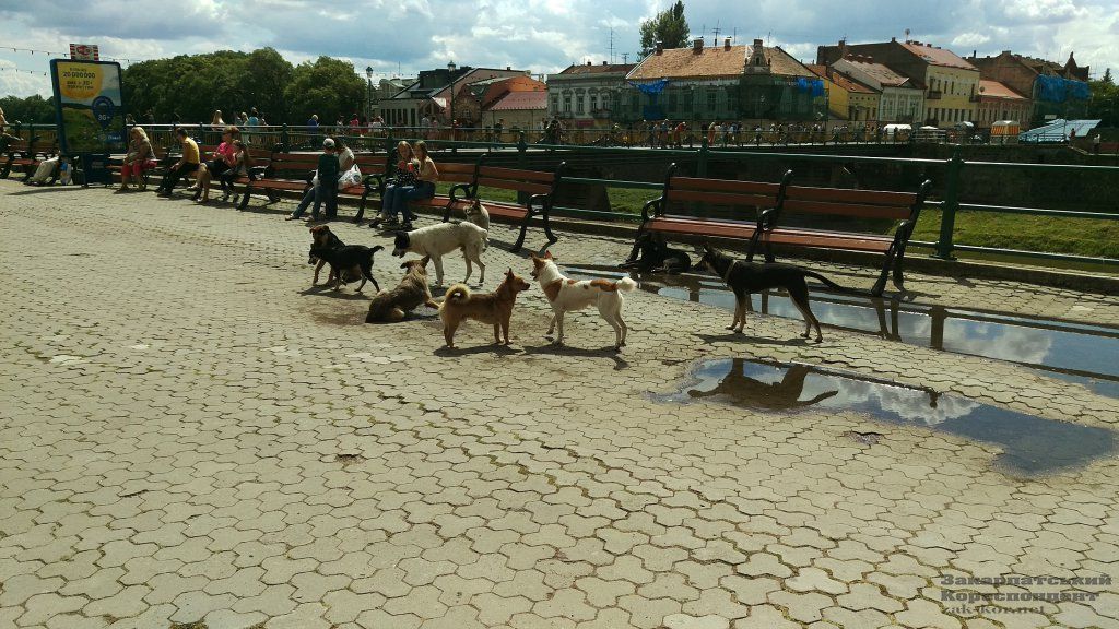 Стая собак пугала детей, туристов и прохожих