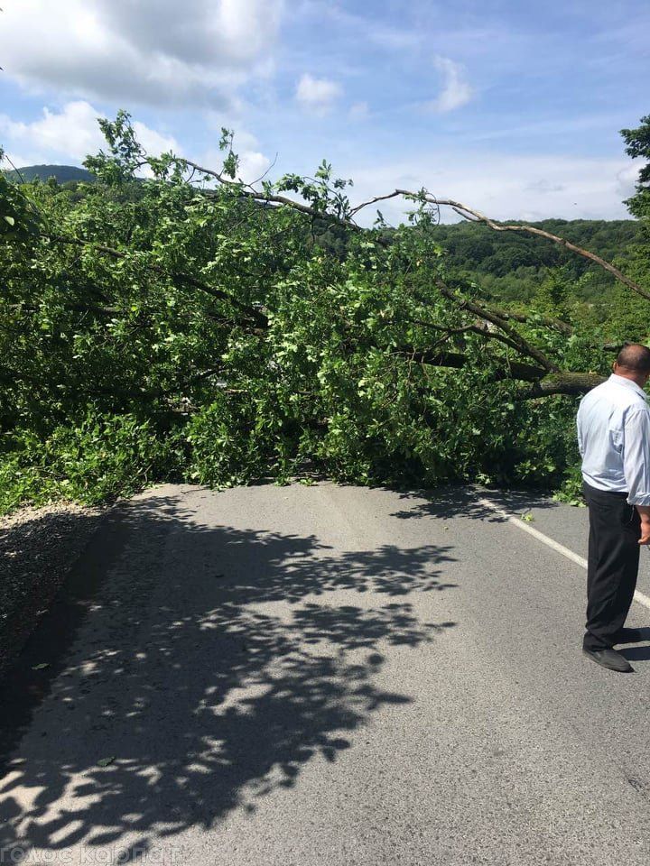 В Закарпатье на дорогу упало огромнейшее дерево