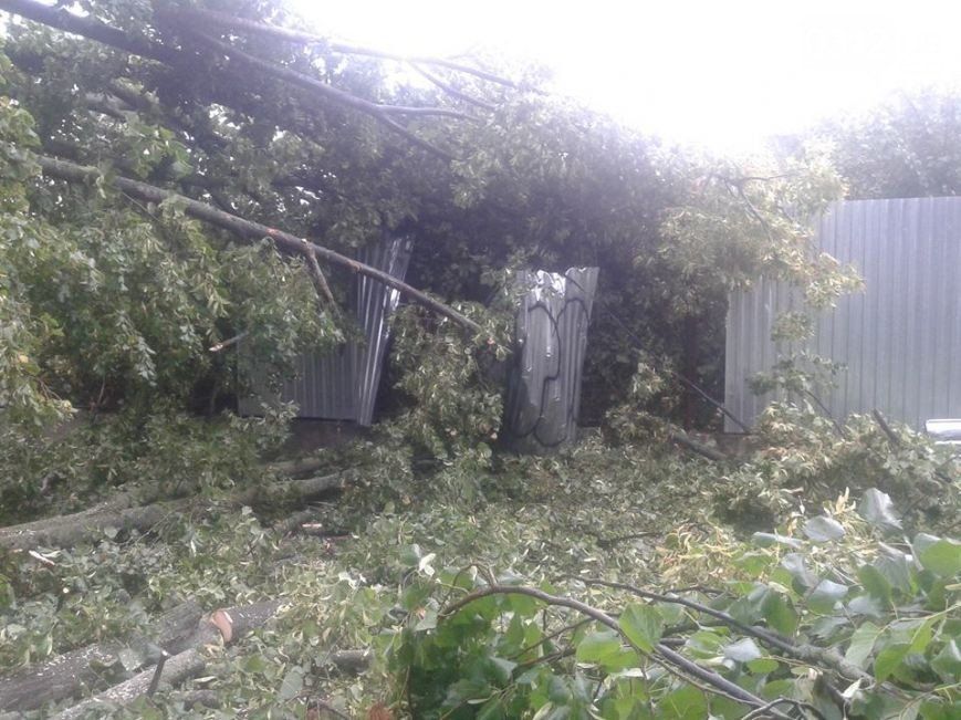 Сегодня ураган снова валит деревья в Ужгороде