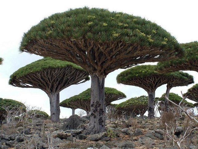 Драконовое дерево, остров Сокотра 