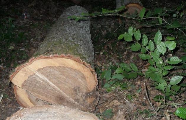 Признавать вину за срубленные деревья губители отказались