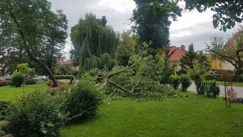 ЧП в Ужгороде: Сильный ветер свалил на площади гигантское дерево