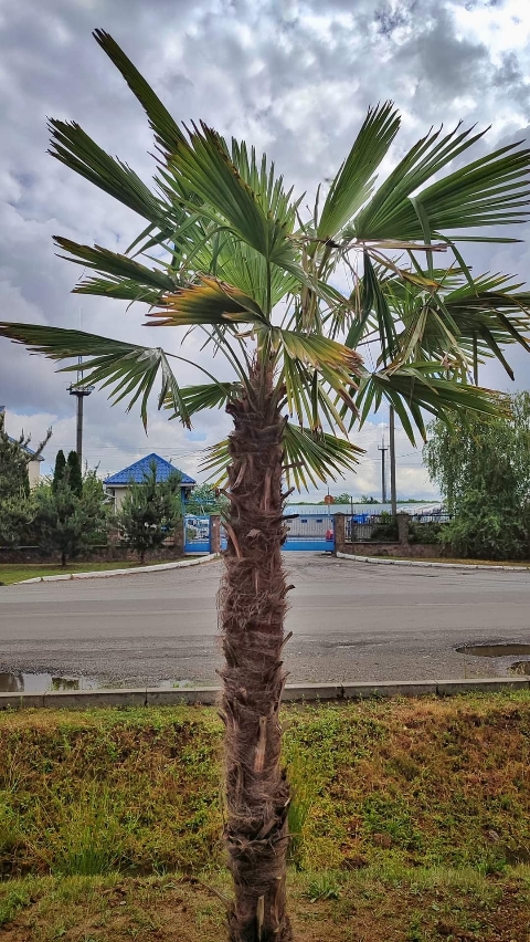 В Ужгороде появилась еще одна пальмовая аллея