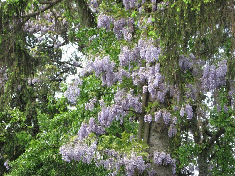 Чарующая красота : в Ужгороде цветут глицинии