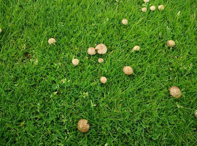 На футбольной арене "Говерлы" выросли грибы!