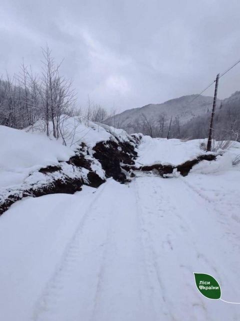 Оползень в Закарпатье повредил сотни деревьев 