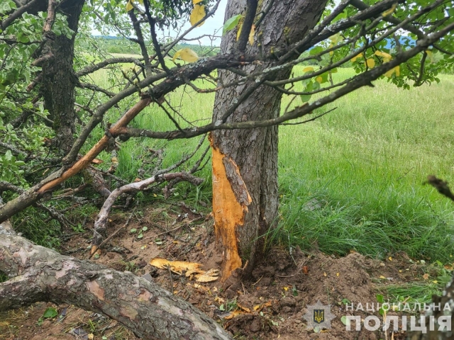 В Закарпатье беременная на Kia вылетела с дороги прямо в дерево - передок всмятку