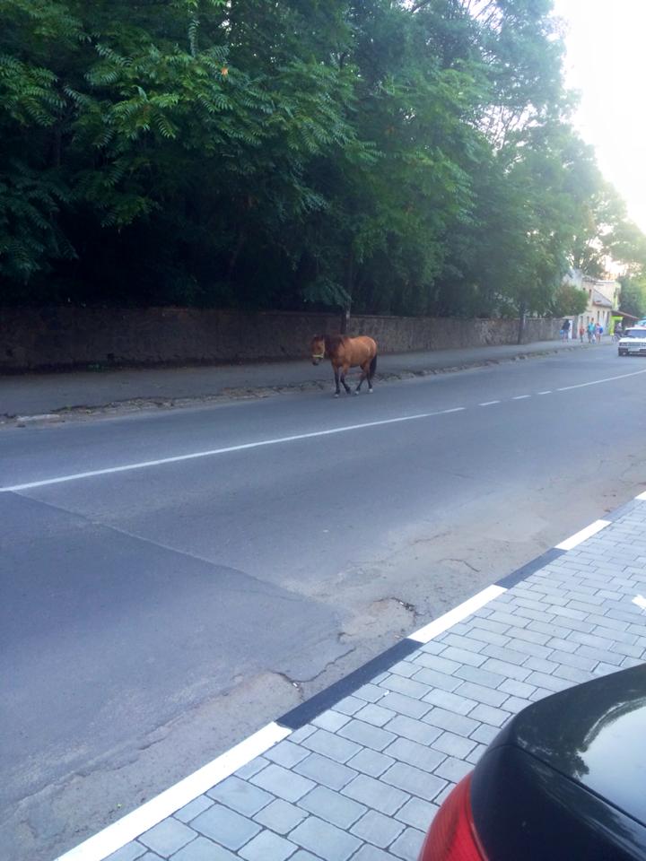 По улице Подградской возле стадиона Спартак ходит сам этот красивый конь