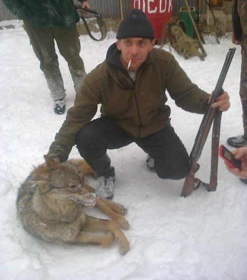 Загрози цілковитого знищення вовка в Україні та на Закарпатті, зокрема, немає