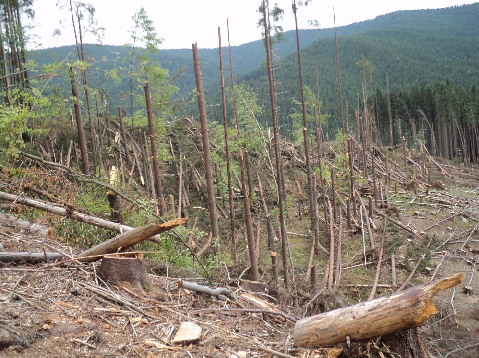Валежник на Тячевщине навредил лесным угодьям Мокрянского "ЛМГ"