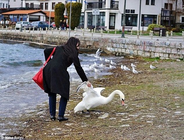 У Македонії туристка з Болгарії до смерті замучила білого лебедя