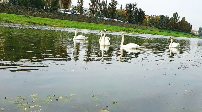 В Ужгороде уже девять белых лебедей