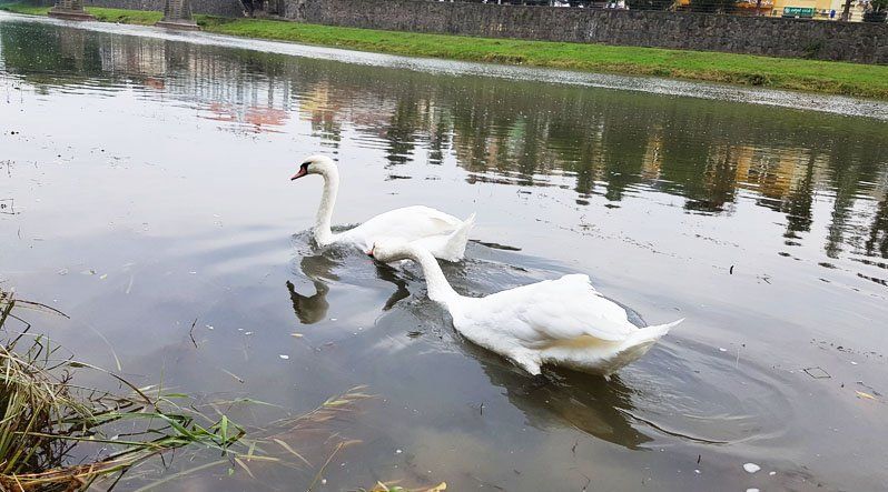 В Ужгороде уже девять белых лебедей
