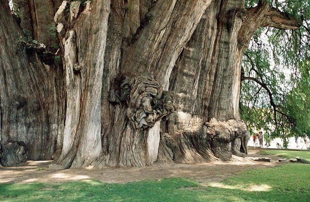 Мексиканское дерево Туле