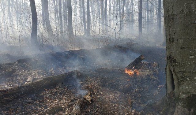 В Закарпатье со вчерашнего дня и до сегодня не могли успокоить бушующий огонь рядом с лесом