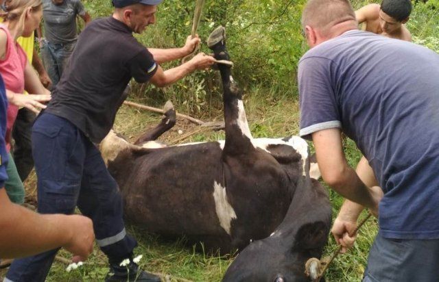 В Закарпатье проходила спасательная операция по вызволению большого животного 