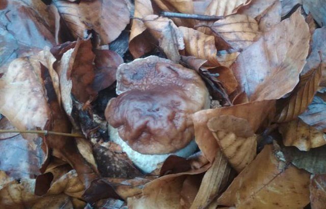 В Закарпатье даже после начала зимы продолжают собирать грибы 
