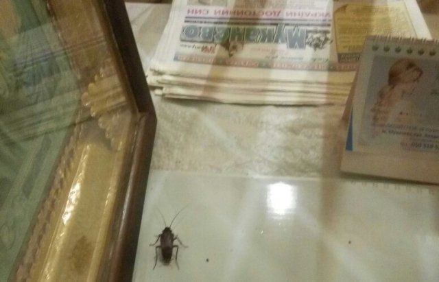 Мукачевец сфотографировал тараканов через окно местной, известной всем, пекарни