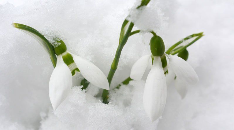 Первые цветы в Закарпатье появились еще в первых числах февраля