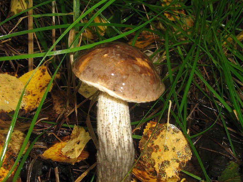 Крестьяне говорят, что грибов в дебрях пока немного