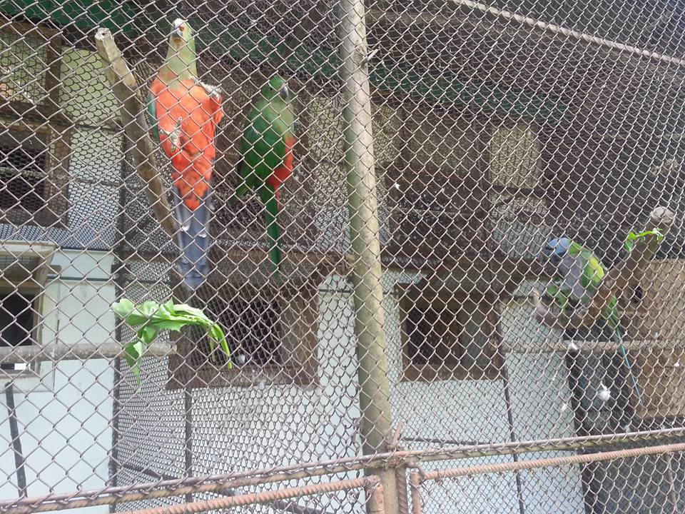 В туристическом карпатском селе Колочава в птицепарке живут около 500 попугаев