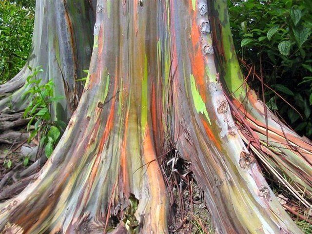 Радужный эвкалипт, Гавайи