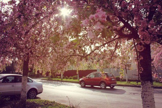 Японская вишня в Ужгороде уже традиционно цветет в начале этого месяца