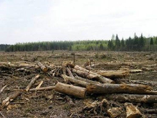 Пограничников,с помощью которых вырубили лес на миллионы гривен,разоблачило СБУ